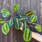 Maranta rebernatá (Maranta leuconeura) ´FASCINATOR´ - výška 20-30 cm, kont. C1L